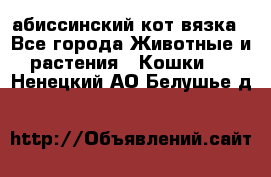 абиссинский кот вязка - Все города Животные и растения » Кошки   . Ненецкий АО,Белушье д.